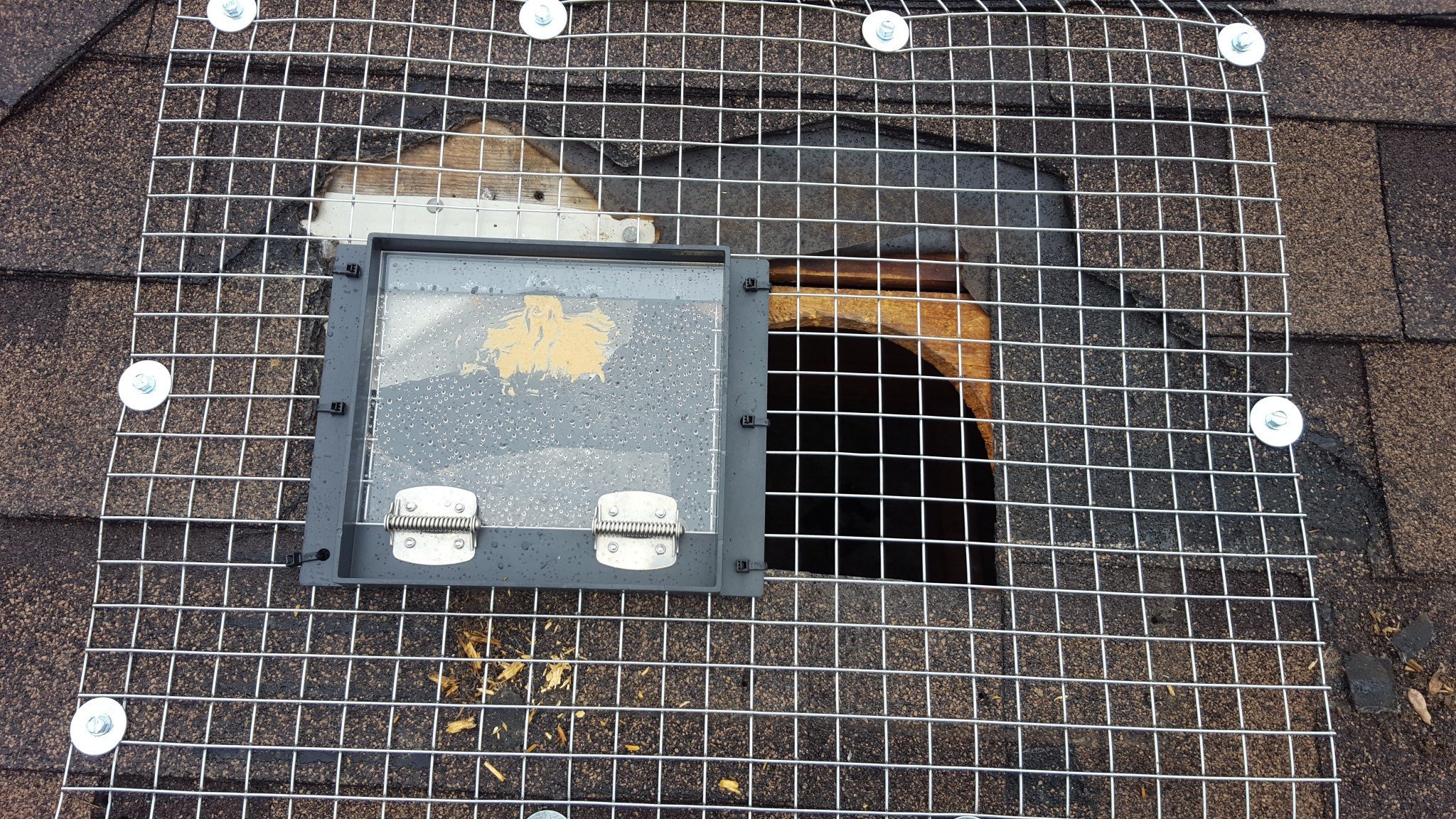 raccoon door markham
