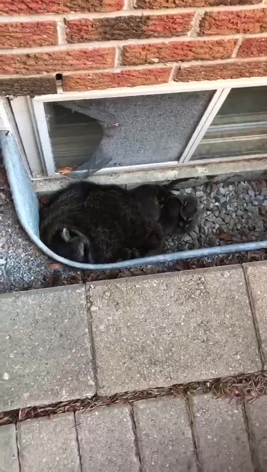 raccoon removal window well