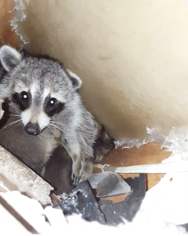 Raccoon Removal Mississauga