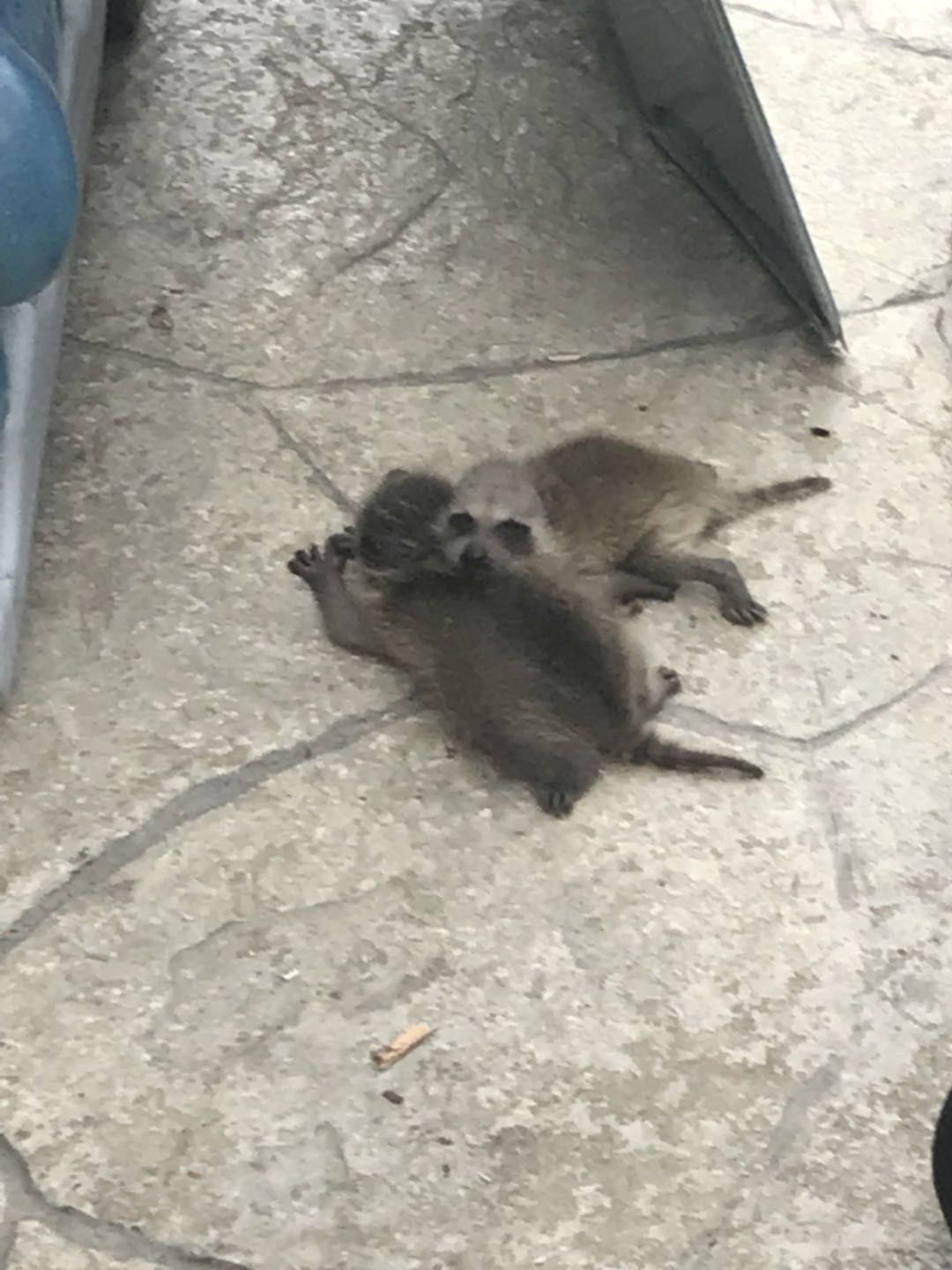 raccoon babies