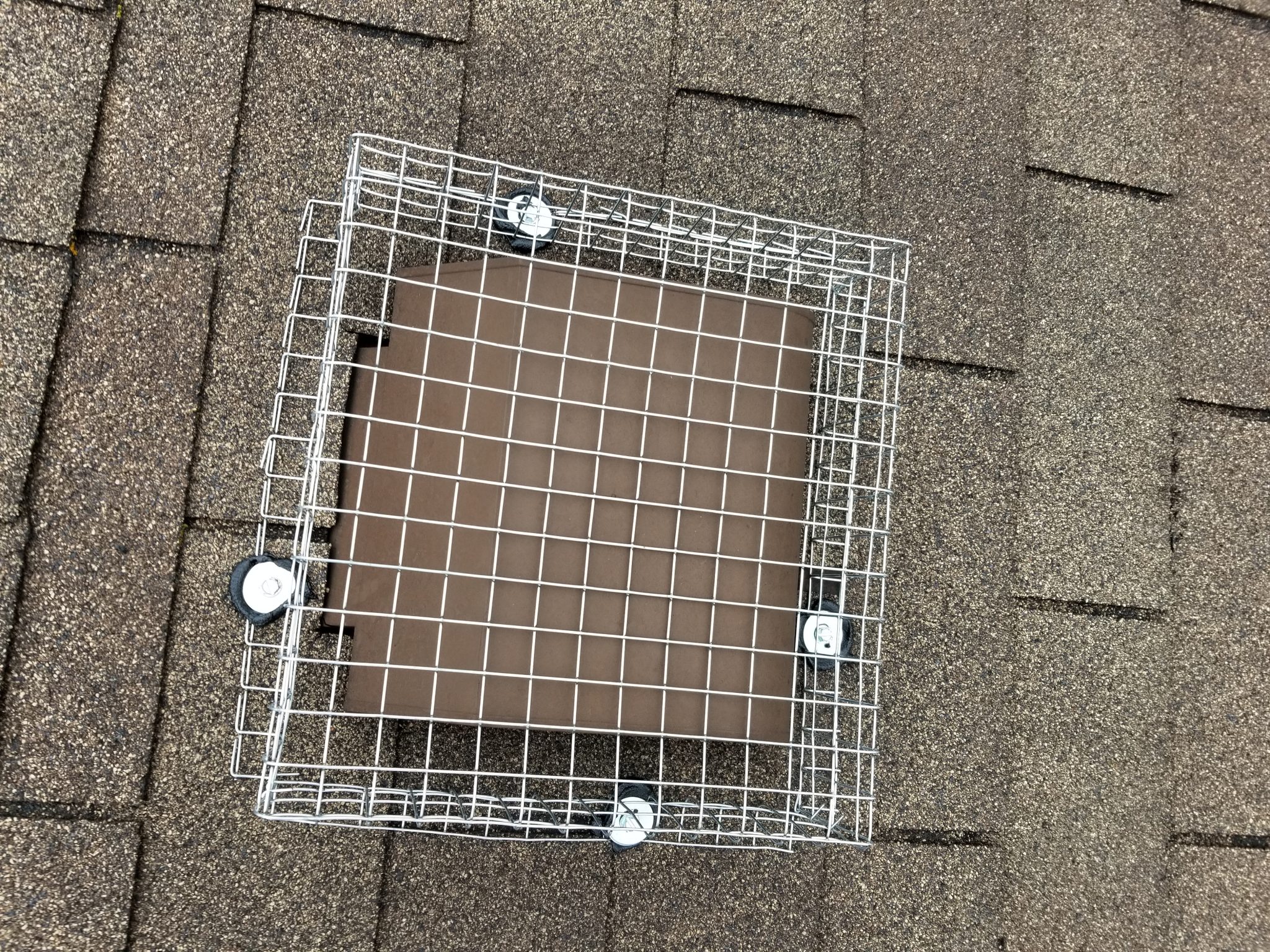 raccoon removal vent prevention