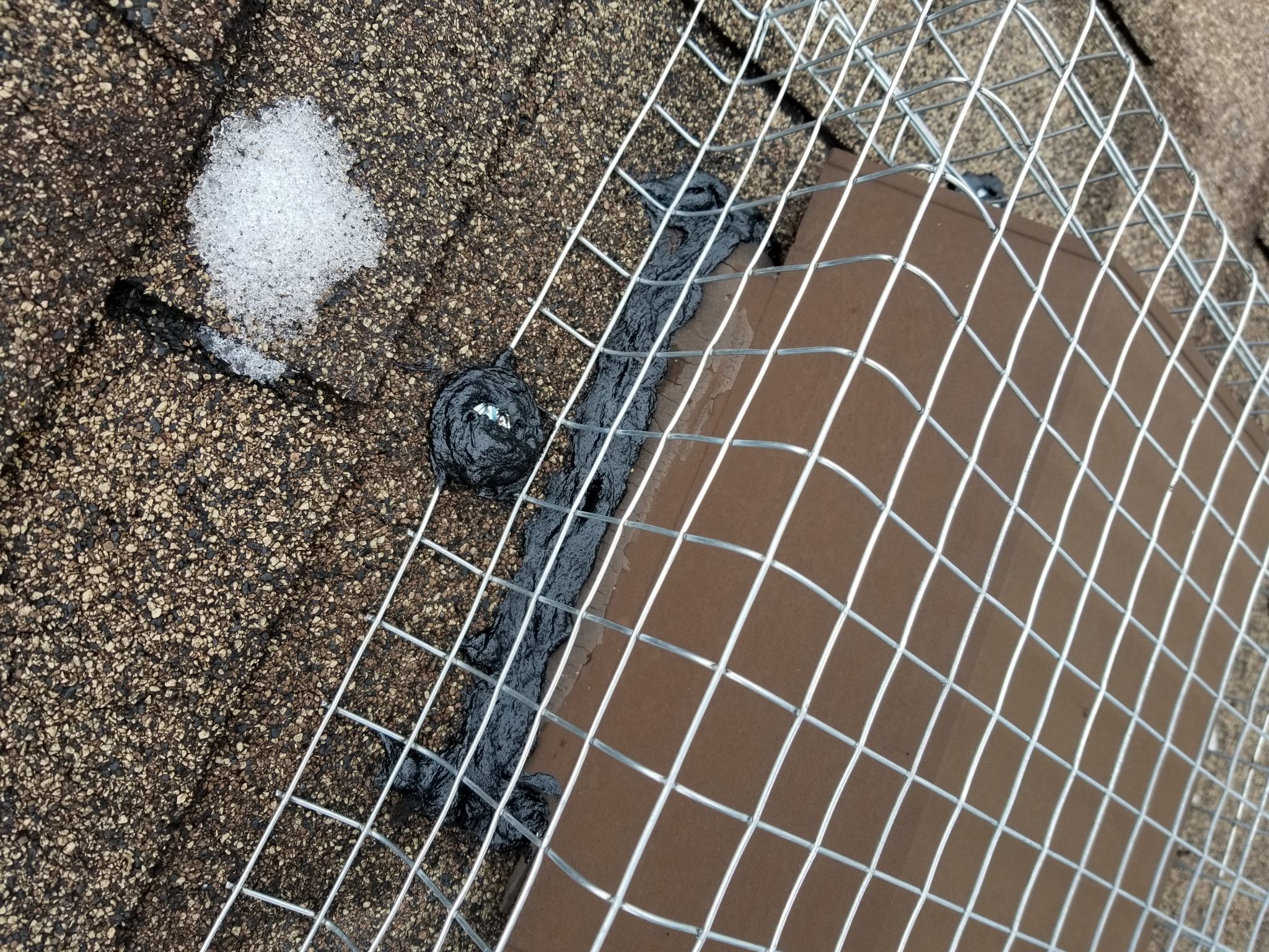 raccoon removal vent prevention
