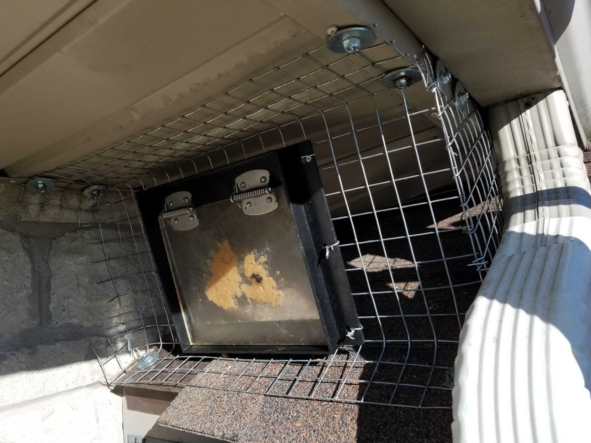 raccoon removal north york oneway door