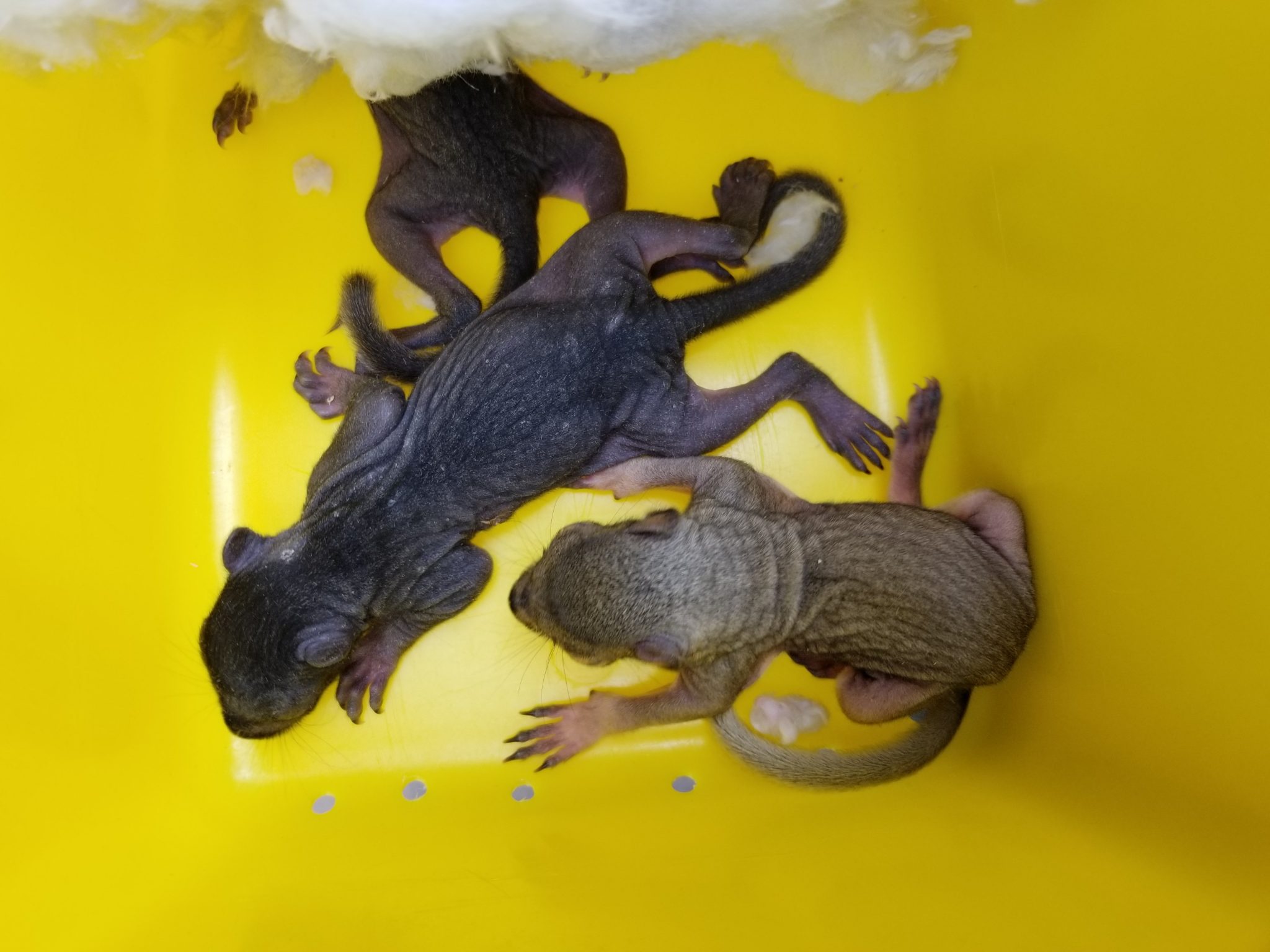 squirrel babies after removal in Newmarket