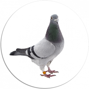 Services Images