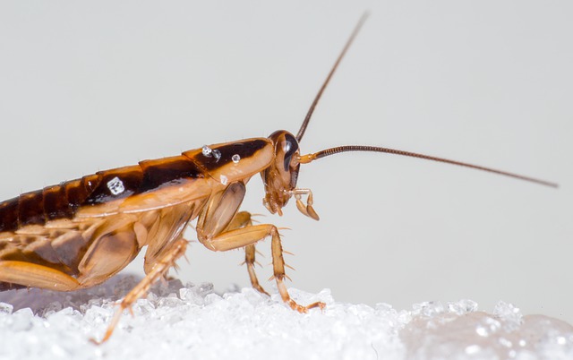 cockroach exterminators in the Toronto area