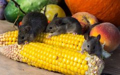 Do Dryer Sheets Work to Keep Mice Away?