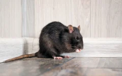 What Scent Will Keep Rats Away?