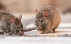 rat-removal-services-toronto-area