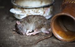 what-are-signs-of-infestation-by-rats