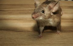 Will Mice Crawl On Me While I Sleep?