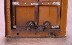 Do Rats Dig Holes in the Dirt?