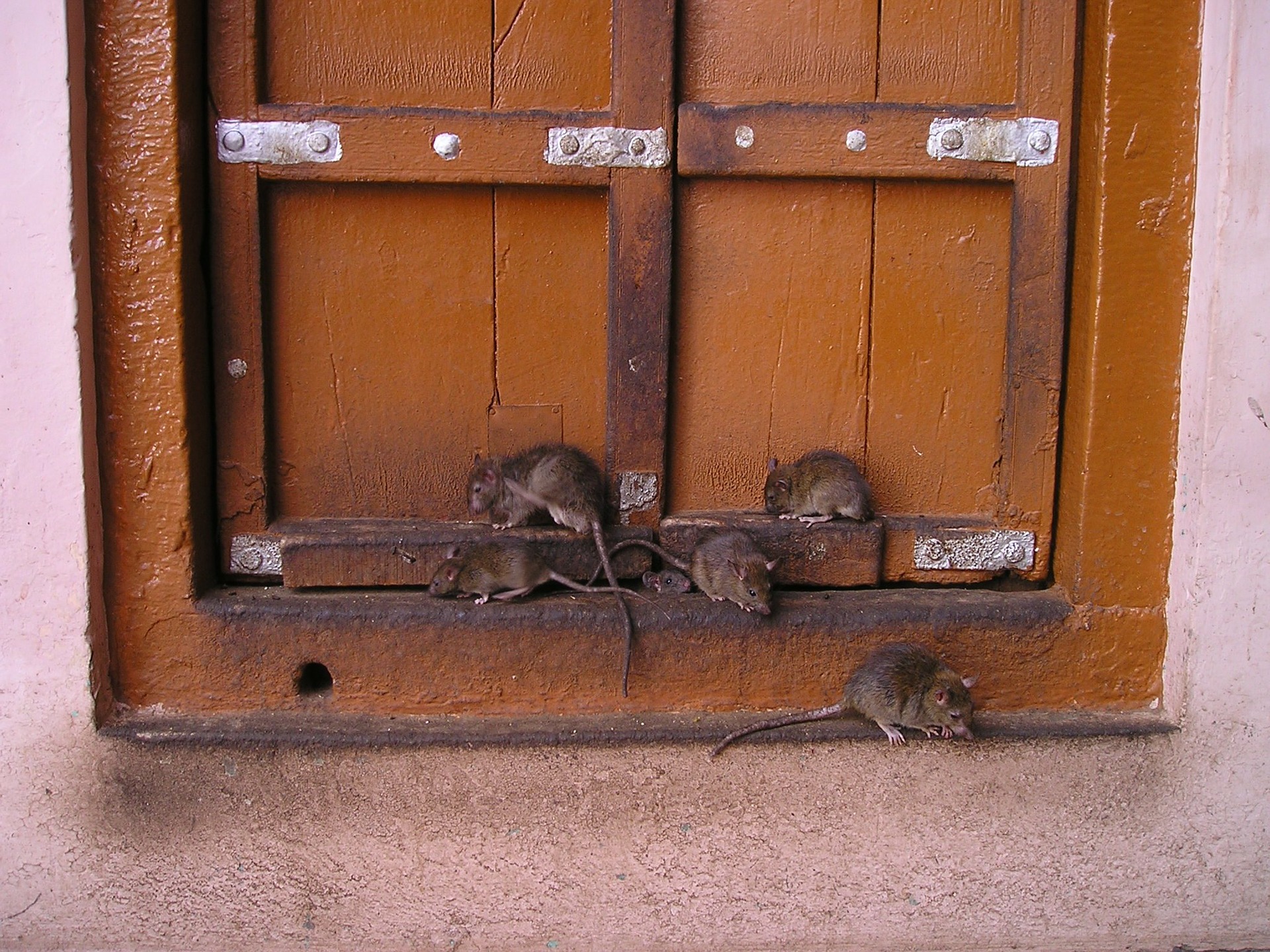 Do Rats Dig Holes in the Dirt