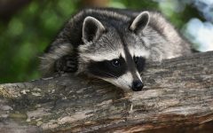 How Big a Hole Can a Raccoon Fit Through?