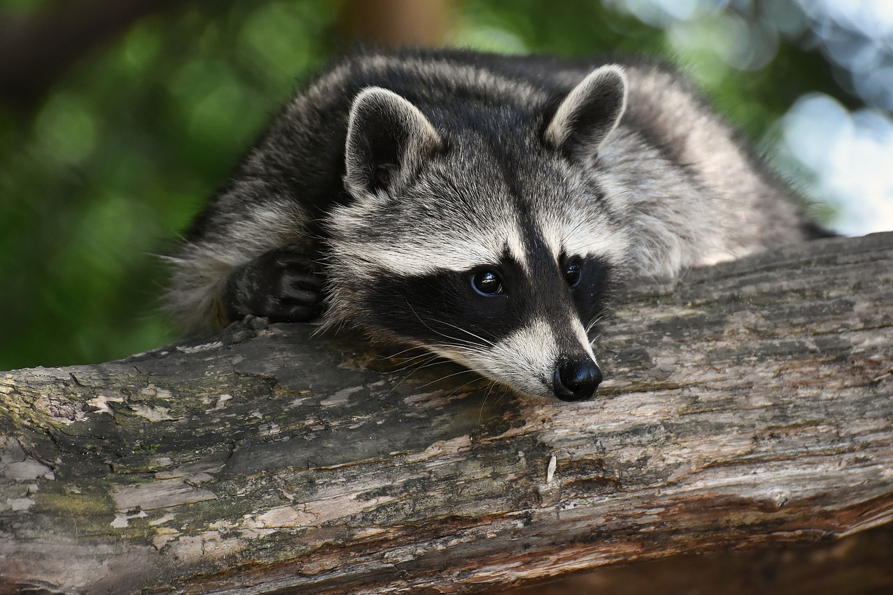 How Big a Hole Can a Raccoon Fit Through?