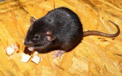 How Many Rats Live Together