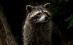 What Food is Toxic to Raccoons?