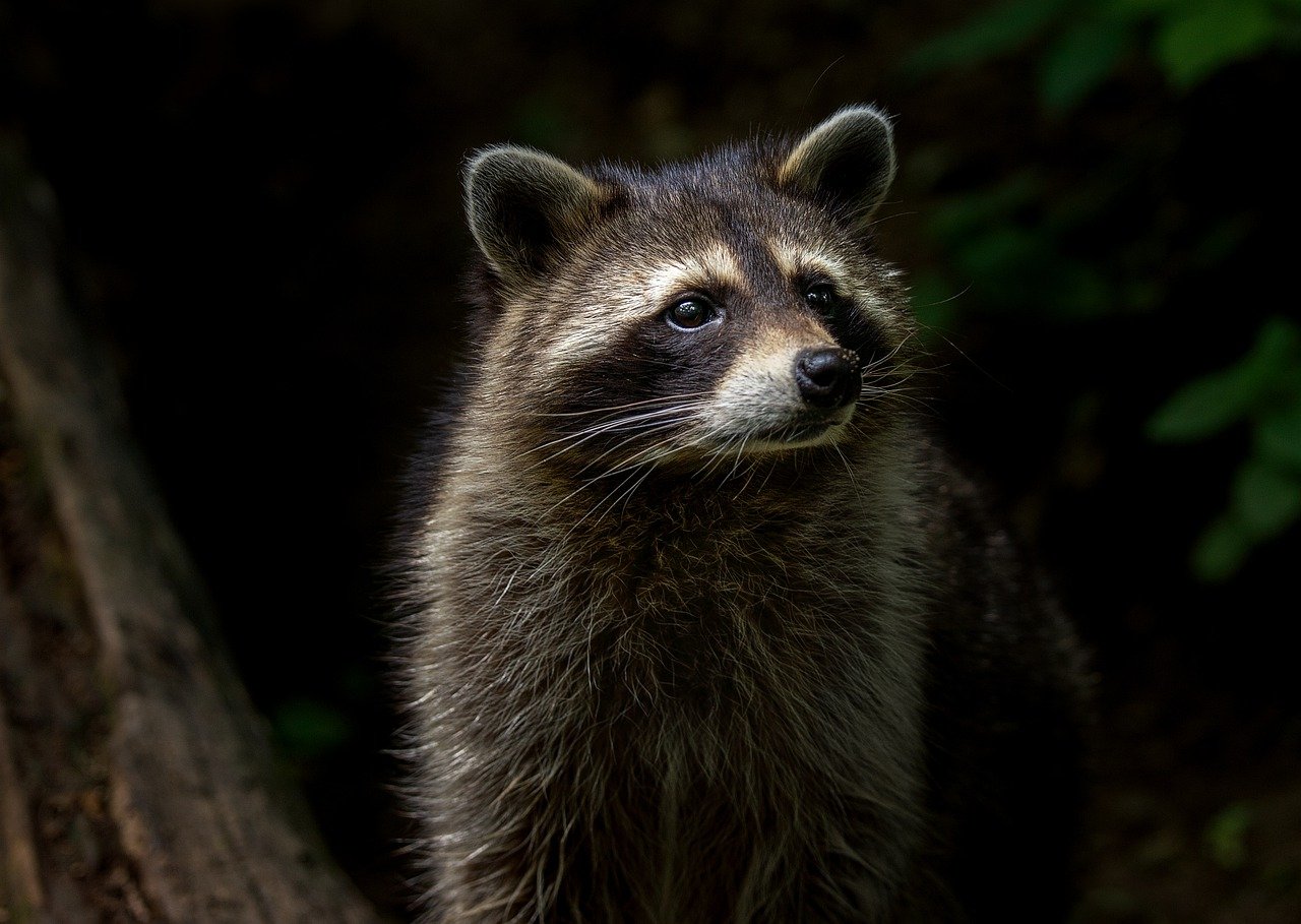 What Food is Toxic to Raccoons?