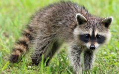 What is a Good Raccoon Repellent?