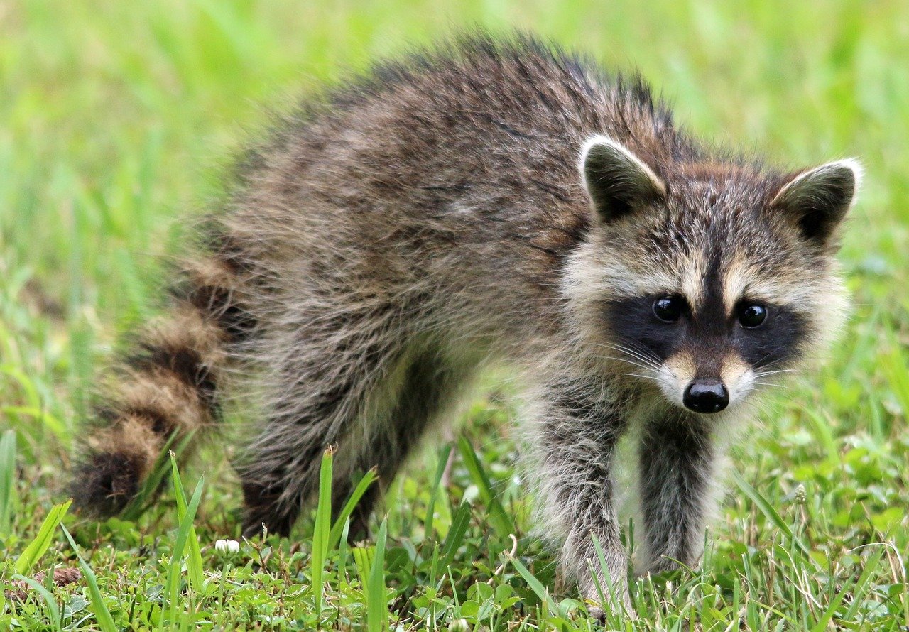 What is a Good Raccoon Repellent?