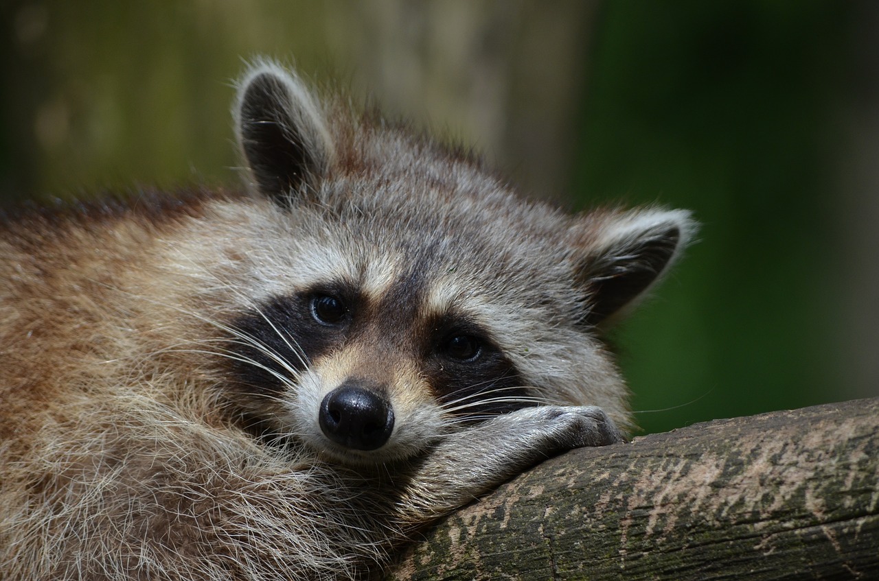 Where Do Raccoons Hide During the Day?
