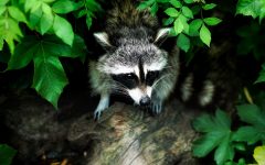 How to get rid of Raccoons Fast?