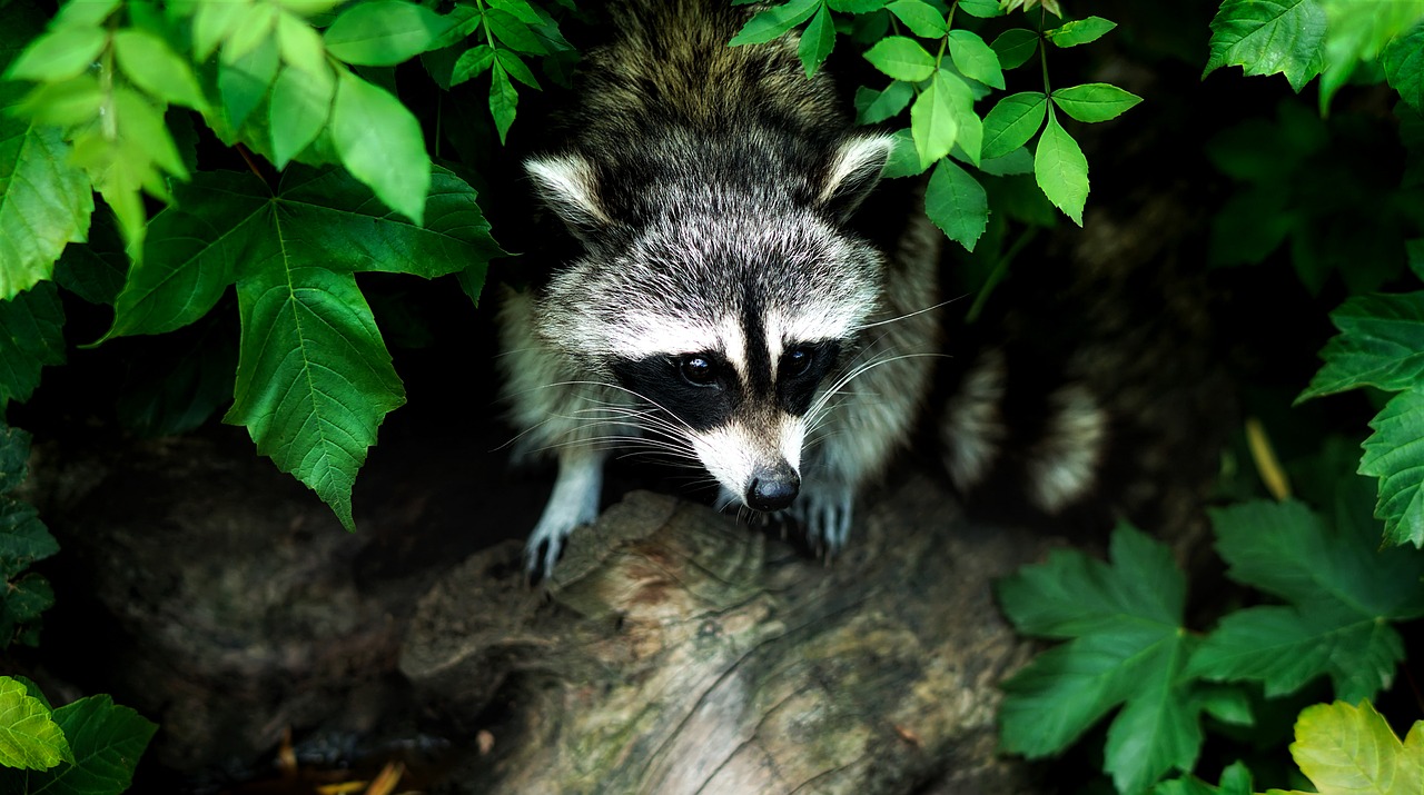 How to get rid of Raccoons Fast?
