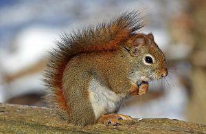 Best Squirrel Repellent