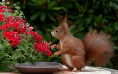What is the most effective squirrel repellent?