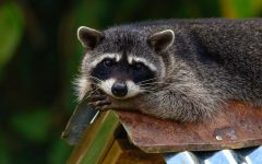 Raccoon making herself at home