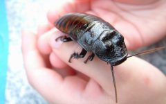 roach on hand