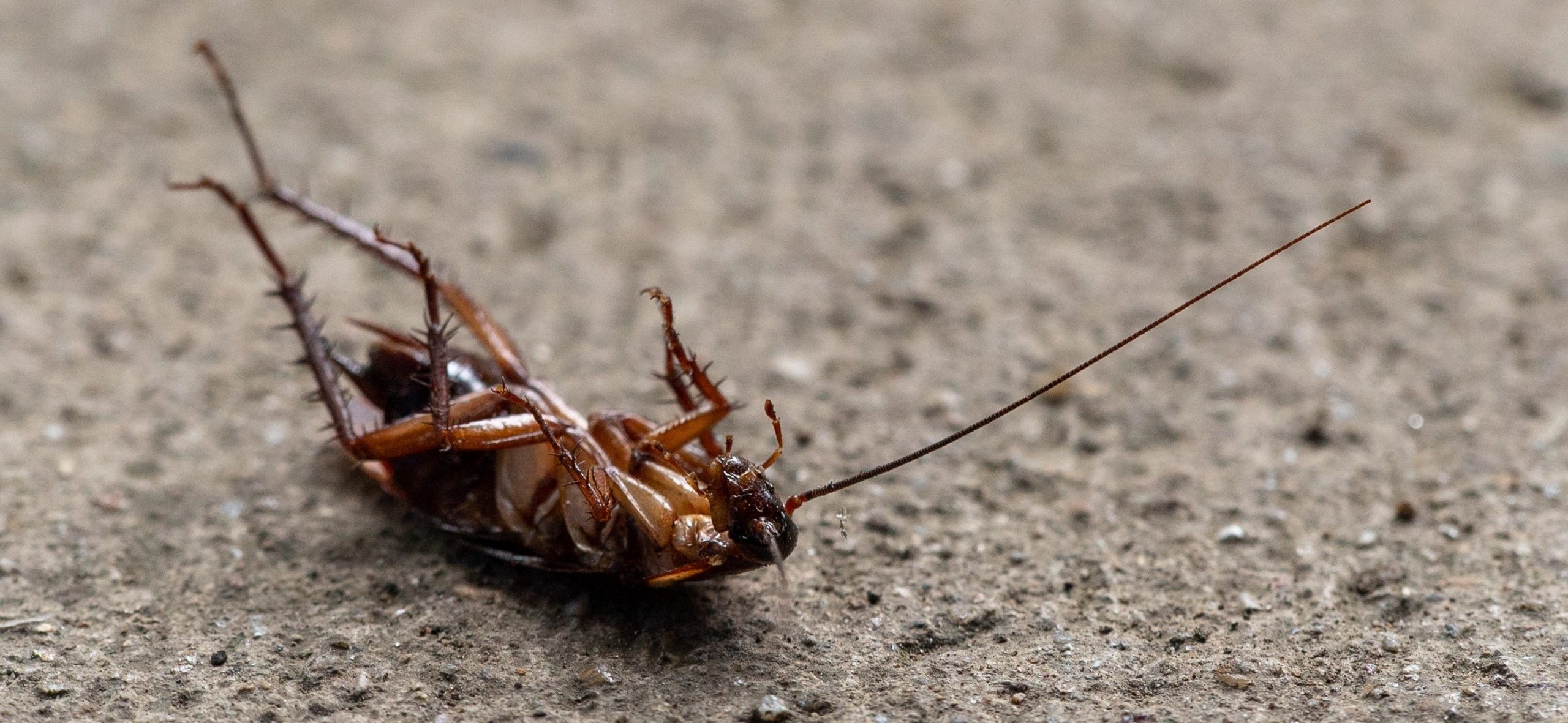 Dead cockroach sales