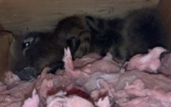 baby raccoons in attic