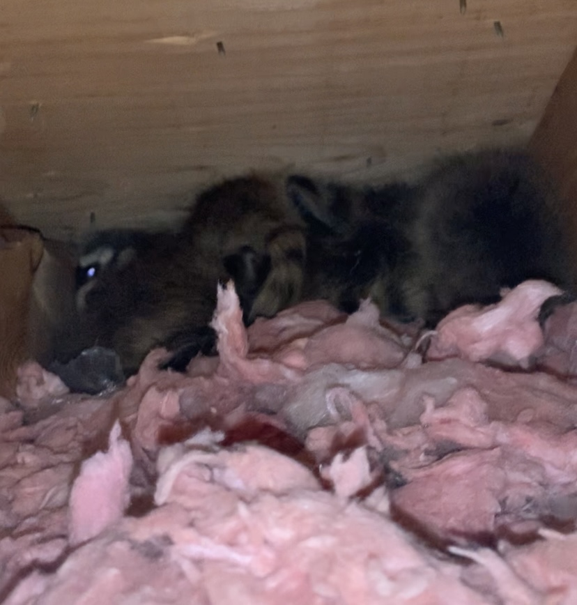 baby raccoons in attic